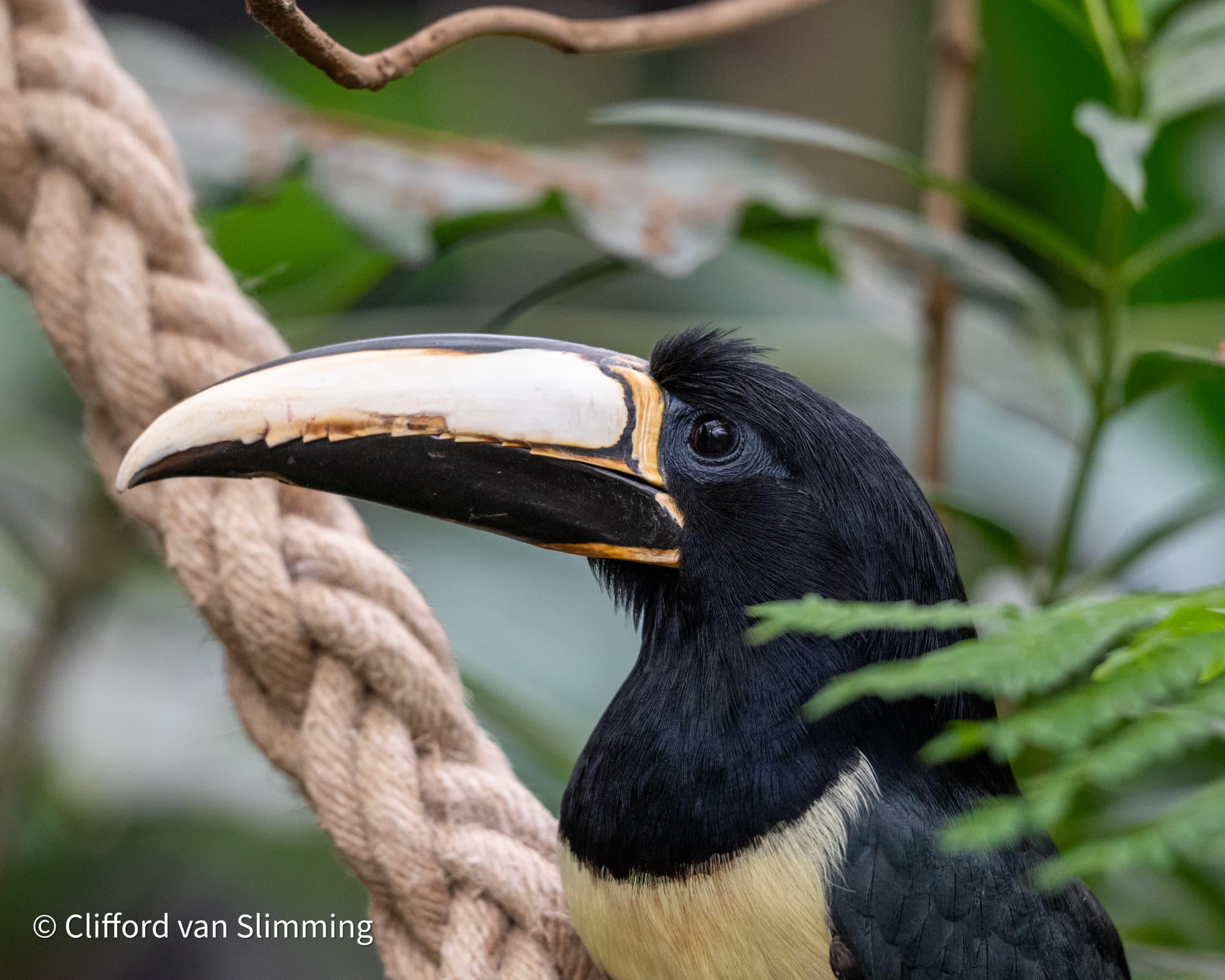 black aracari