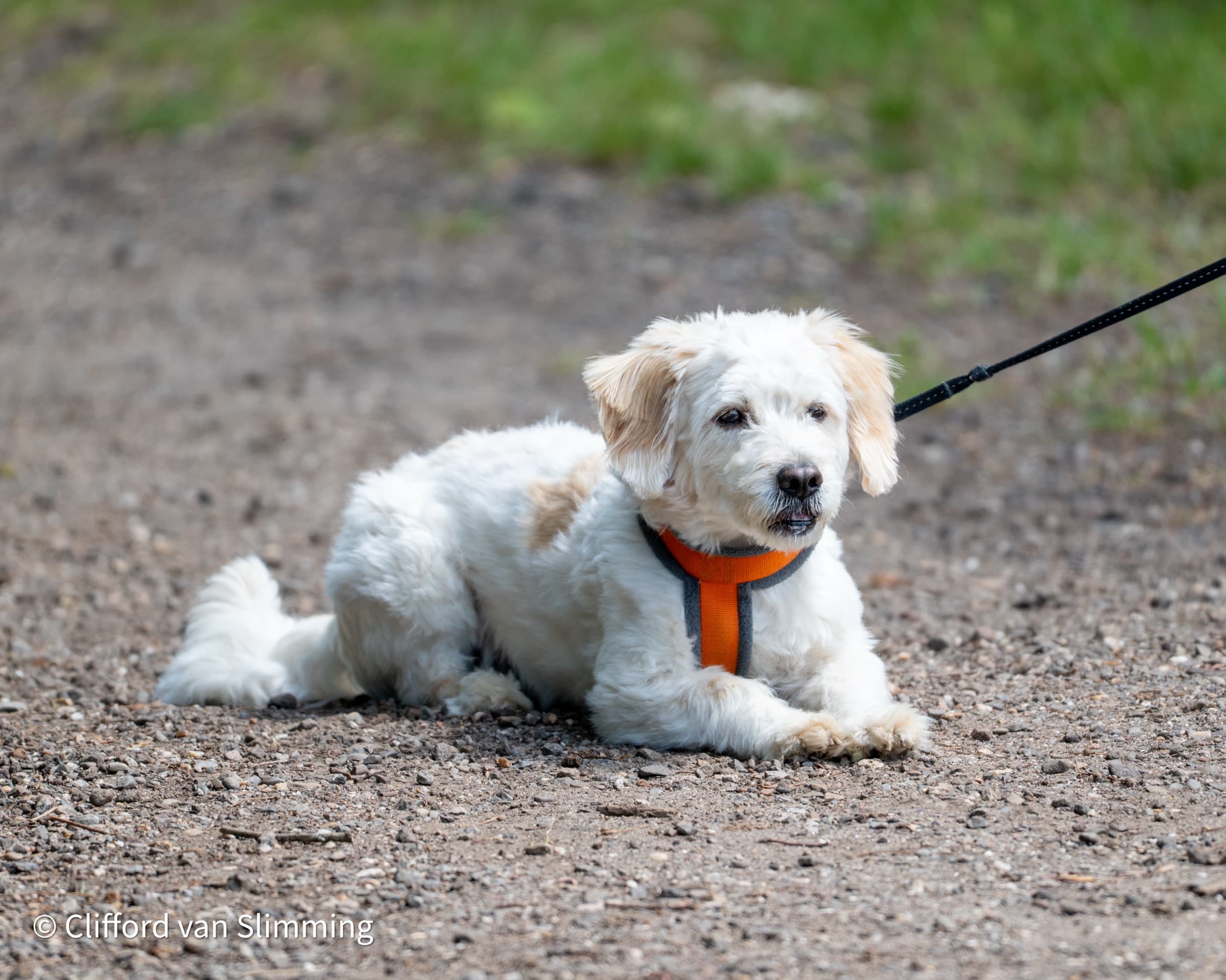 small dog, first walk