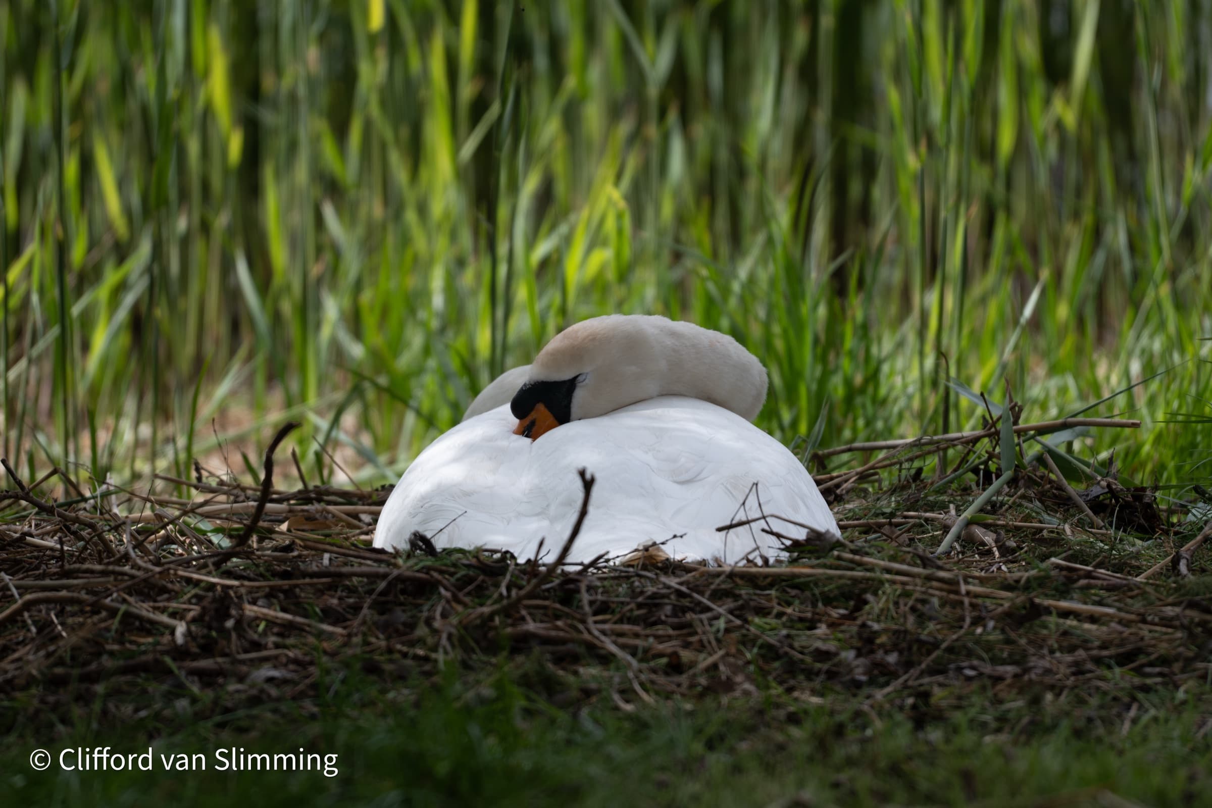 the nesting swan