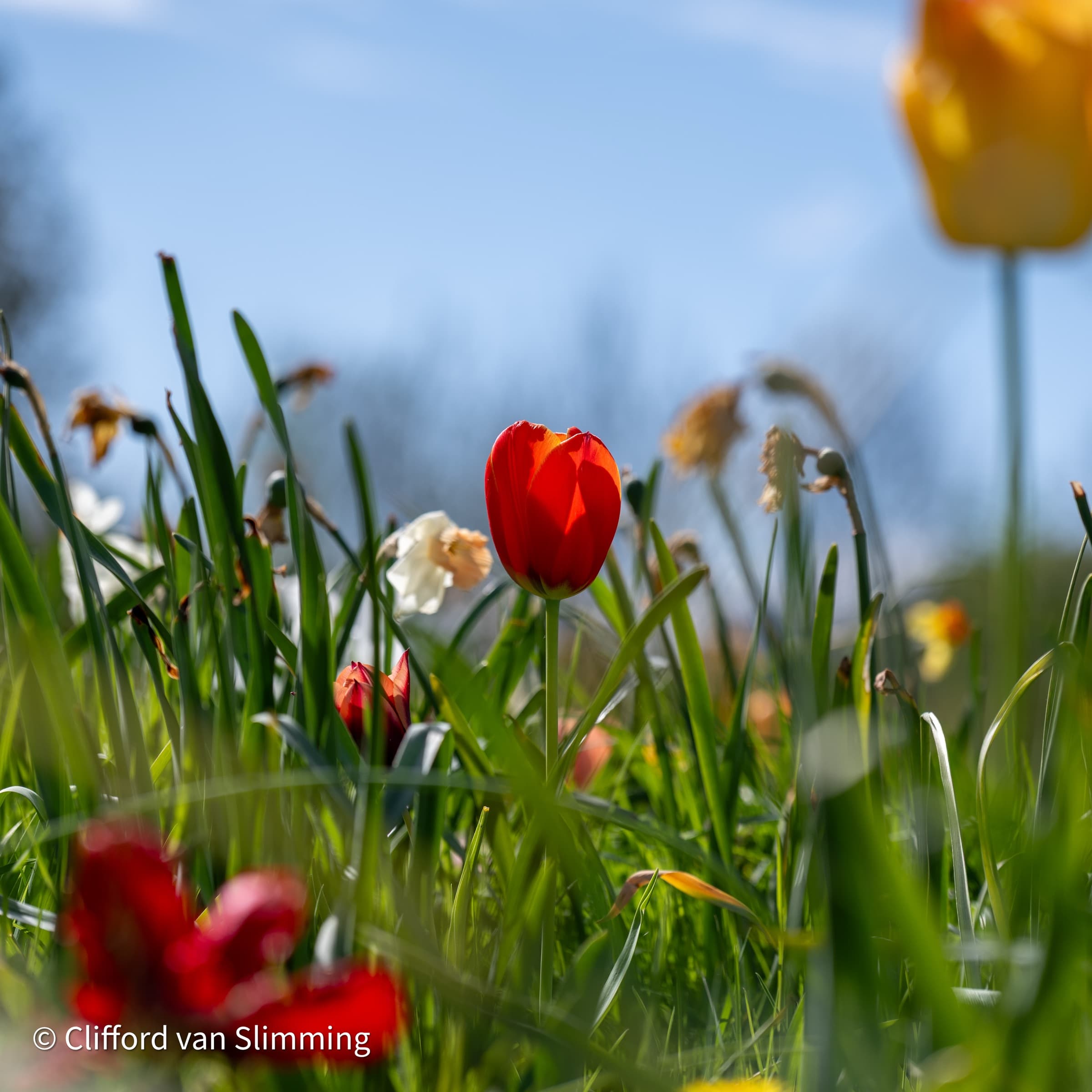 one tulip, late april